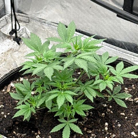Bazooka Bubble  growlog timeline photo