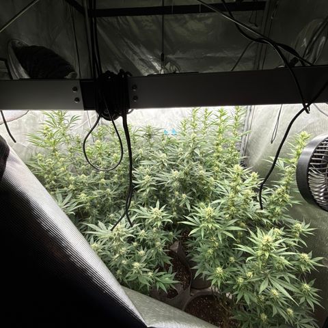 Apple AK #2 growlog timeline photo