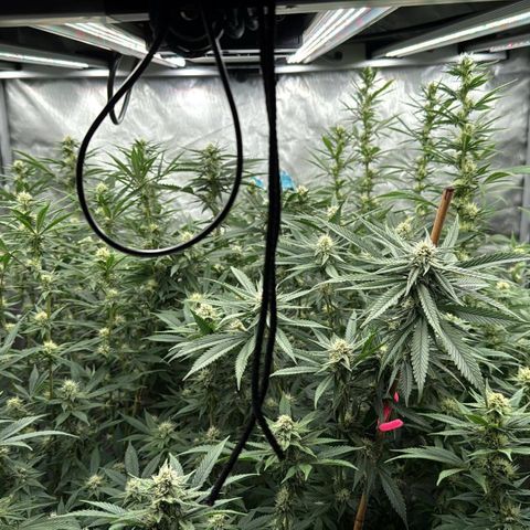 EDM #2 growlog timeline photo