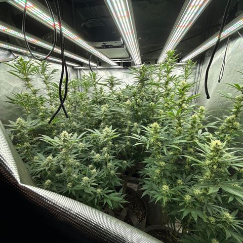 EDM #2 growlog timeline photo