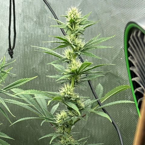 EDM #2 growlog timeline photo