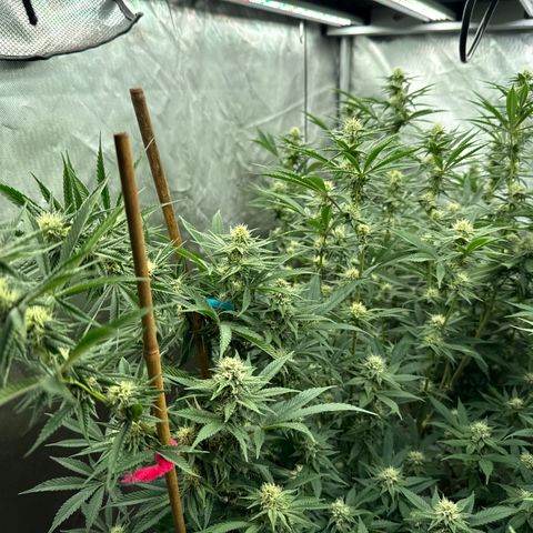 Apple AK #2 growlog timeline photo