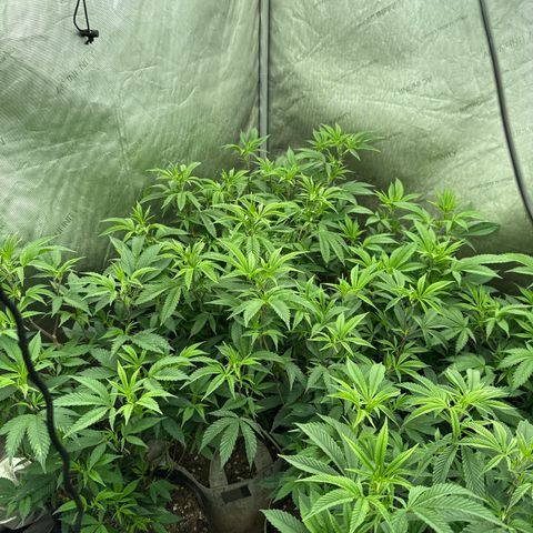 Apple AK #3 growlog timeline photo