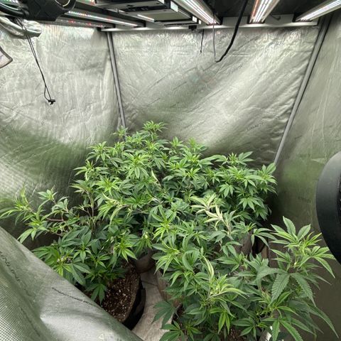 EDM # 3 growlog timeline photo