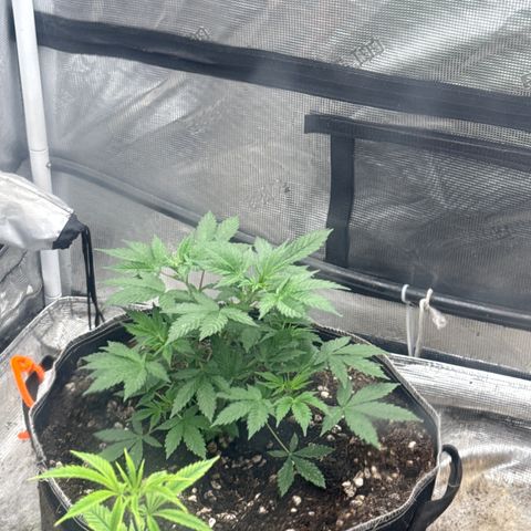 Bazooka Bubble  growlog timeline photo