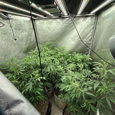 EDM # 3 growlog timeline photo