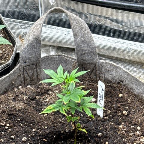 Tropicana Cherry growlog timeline photo