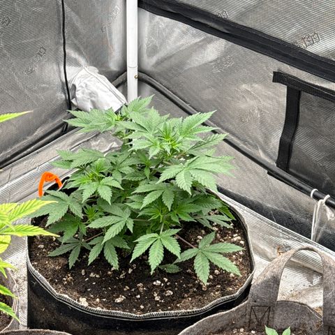 Bazooka Bubble  growlog timeline photo