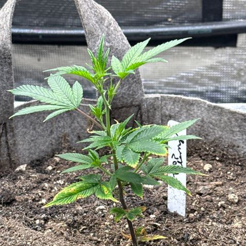 Tropicana Cherry growlog timeline photo
