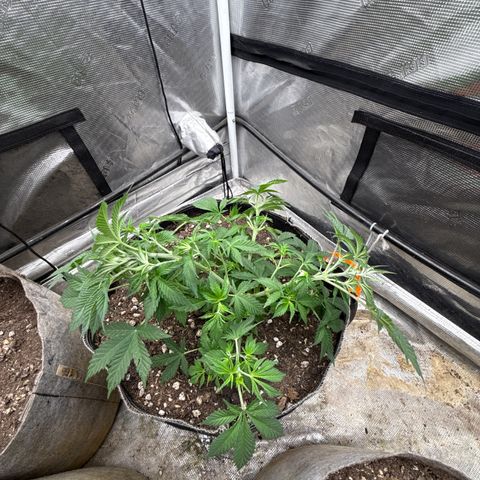 Bazooka Bubble  growlog timeline photo
