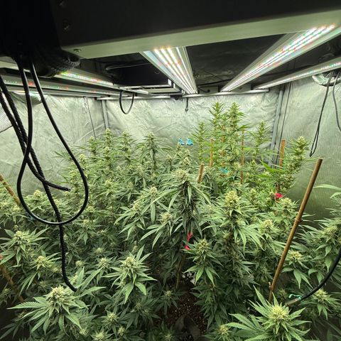 CM x Thorsberry #3 growlog timeline photo
