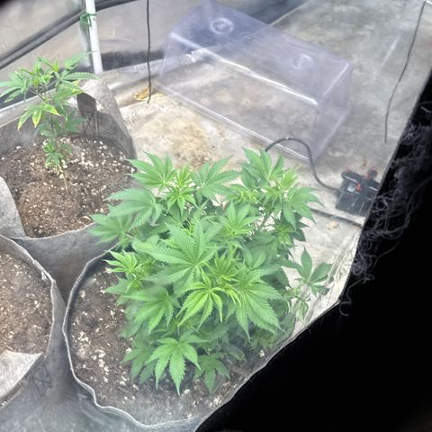 Bazooka Bubble  growlog timeline photo