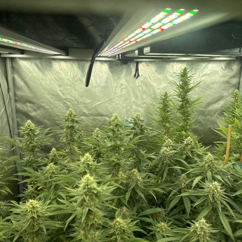 EDM #2 growlog timeline photo