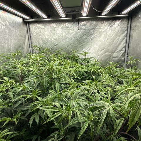 EDM # 3 growlog timeline photo