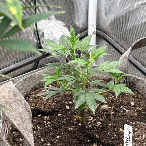 Tropicana Cherry growlog timeline photo