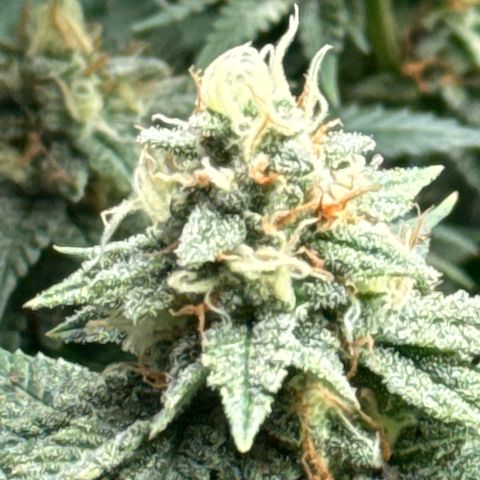 Apple AK #2 growlog timeline photo