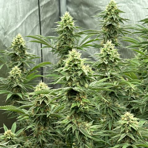 Apple AK #2 growlog timeline photo