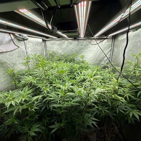 Apple AK #3 growlog timeline photo