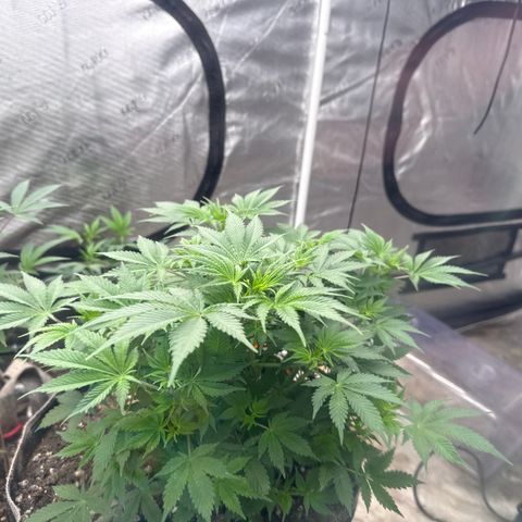 Bazooka Bubble  growlog timeline photo