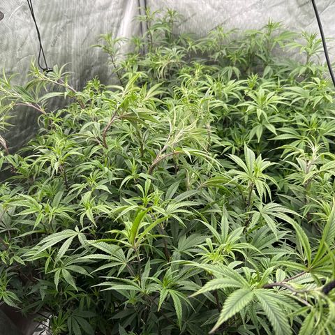 EDM # 3 growlog timeline photo