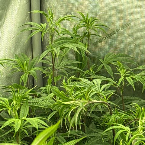 EDM # 3 growlog photo: Did some monster cropping. I should scrog but I never do smh