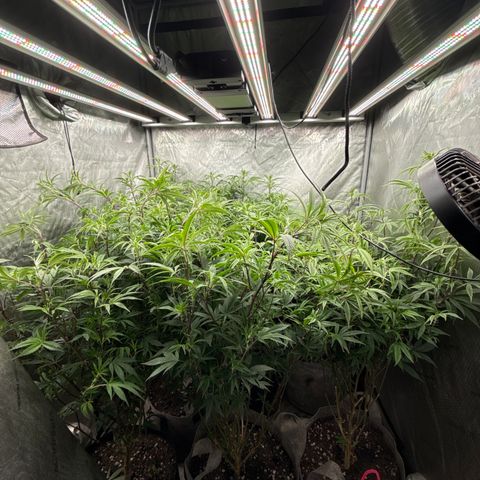 EDM # 3 growlog photo: Did some monster cropping. I should scrog but I never do smh
