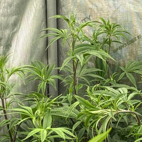 EDM # 3 growlog photo: Did some monster cropping. I should scrog but I never do smh