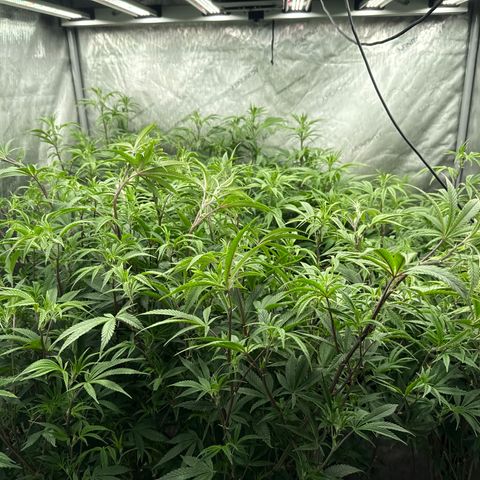 EDM # 3 growlog photo: Did some monster cropping. I should scrog but I never do smh
