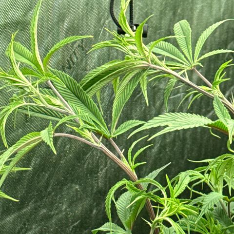 EDM # 3 growlog photo: Did some monster cropping. I should scrog but I never do smh