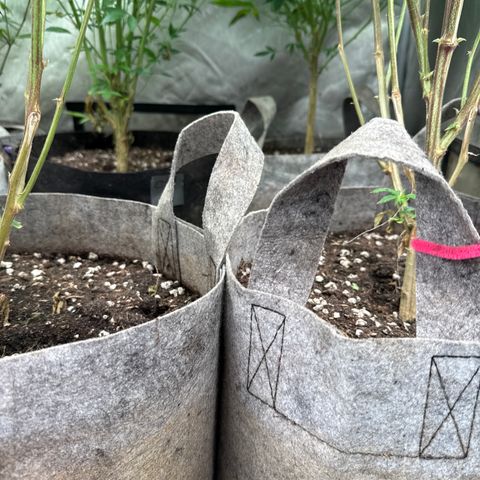 EDM # 3 growlog photo: Did some monster cropping. I should scrog but I never do smh