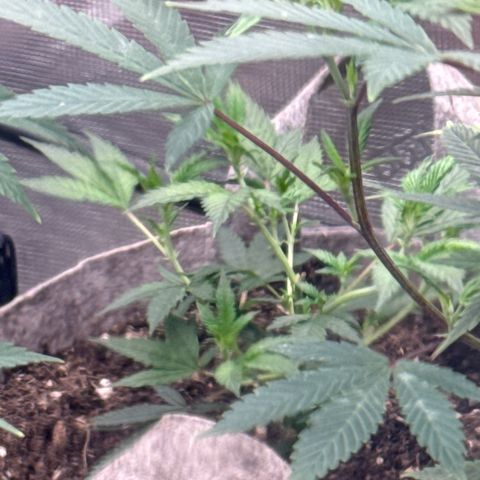 Tropicana Cherry growlog timeline photo