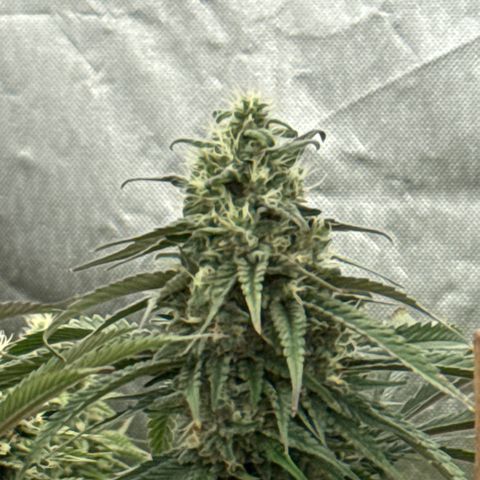 CM x Thorsberry #3 growlog timeline photo