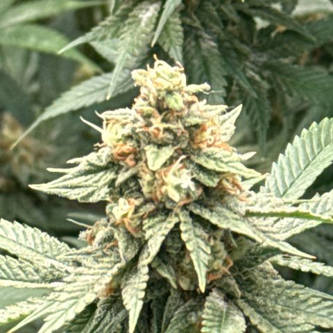 Apple AK #2 growlog timeline photo