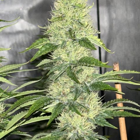 Apple AK #2 growlog timeline photo