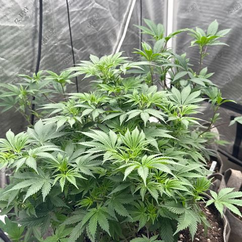 Bazooka Bubble  growlog timeline photo