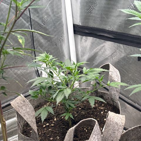 Tropicana Cherry growlog timeline photo
