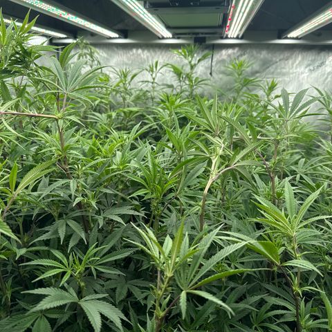 Apple AK #3 growlog timeline photo