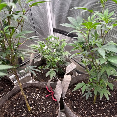 Tropicana Cherry growlog timeline photo