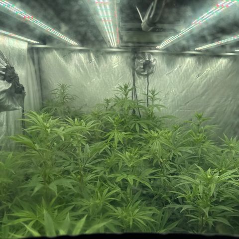 EDM #2 growlog timeline photo