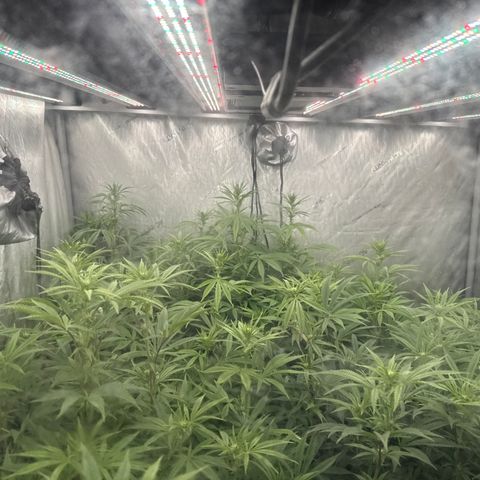 EDM # 3 growlog timeline photo