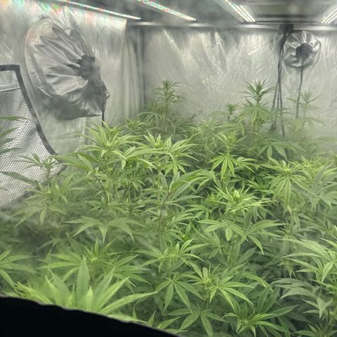Apple AK #3 growlog timeline photo