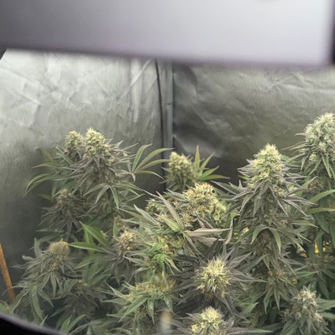 Apple AK #2 growlog timeline photo