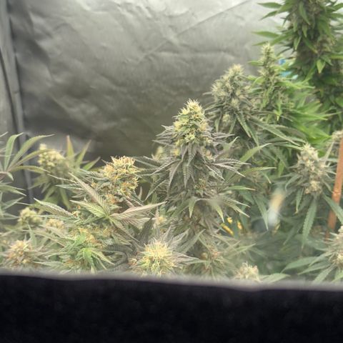 Apple AK #2 growlog timeline photo