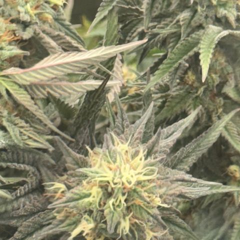 Apple AK #2 growlog timeline photo