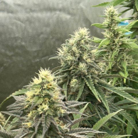 Apple AK #2 growlog timeline photo