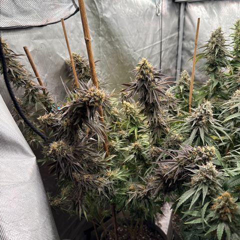 Apple AK #2 growlog timeline photo