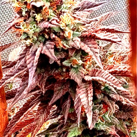Apple AK #2 growlog timeline photo