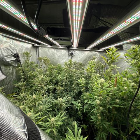 Apple AK #3 growlog timeline photo