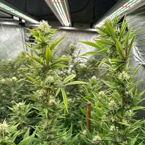 EDM # 3 growlog timeline photo