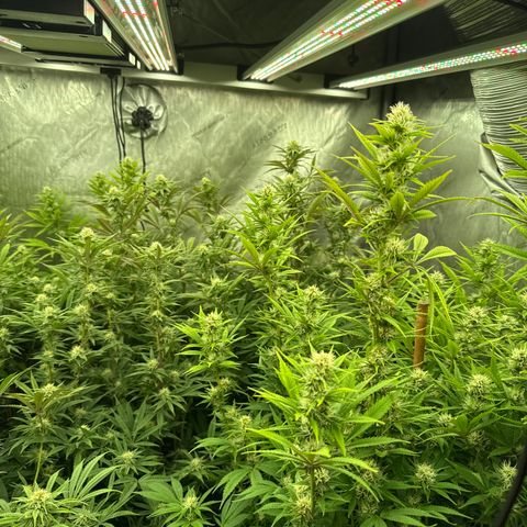 EDM # 3 growlog timeline photo